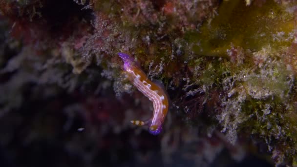 珊瑚礁边上彩虹色的裸枝 Hypselodoris Maculosa — 图库视频影像