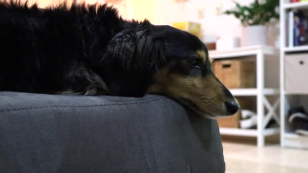 香肠狗躺在家里灰色的沙发上 — 图库视频影像