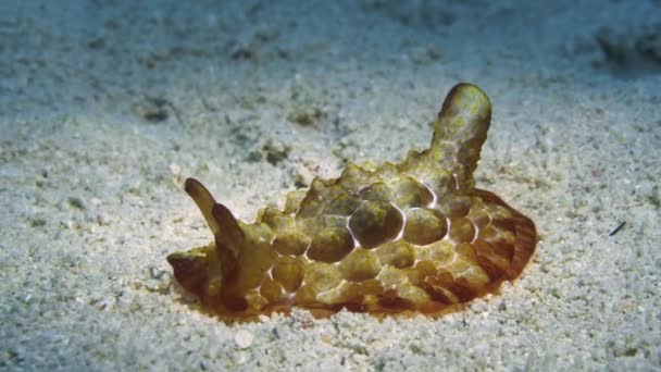 Nudibranquio Aspecto Tortuga Pleurobranchus Forskalii Moviéndose Fondo Del Océano Arenoso — Vídeo de stock