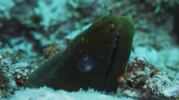 Gyönyörű Zöld Moray Nagy Kerek Szemekkel — Stock videók