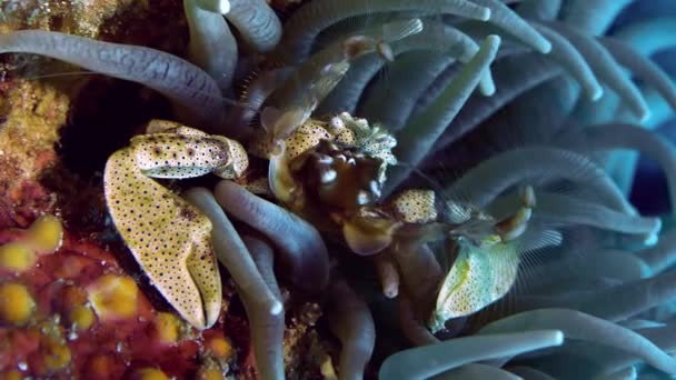 Crabul Porțelan Anemone Anemonă Folosind Aripioarele Pentru Prinde Planctonul — Videoclip de stoc