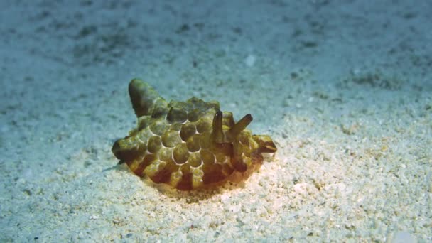 Vista Frontal Nudirama Aspecto Tortuga Pleurobranchus Forskalii — Vídeos de Stock