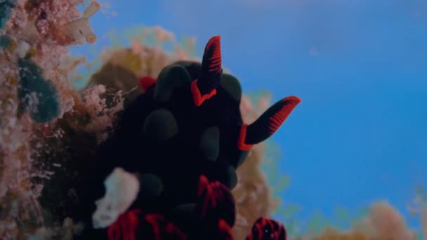 Zadní Pohled Nembrotha Kubaryana Nudibranch Při Pohledu Vodního Sloupu — Stock video