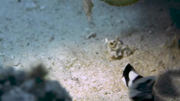 Νεαρός Αρλεκίνος Ψάρια Στατική Κολύμβηση Κατά Τρέχον — Αρχείο Βίντεο