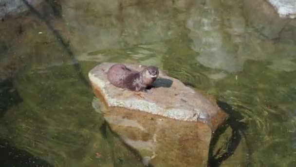 Uma Lontra Rio Senta Uma Rocha Grande Enquanto Descansa Dentro — Vídeo de Stock