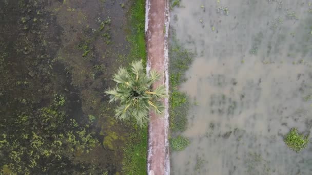 Kısmi Sel Tarlaları Arasındaki Boş Yol Üzerinde Havadan Kuşlar Gözü — Stok video