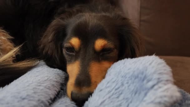 香肠狗躺在家里的毛毯上 困倦地眨着眼睛 — 图库视频影像