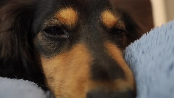 Close Sausage Dog Relaxing Home — Stock Video