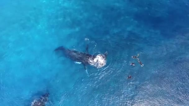Snorkeling Humpback Whales Family Tonga Blue Waters Aerial Shot — Stock Video