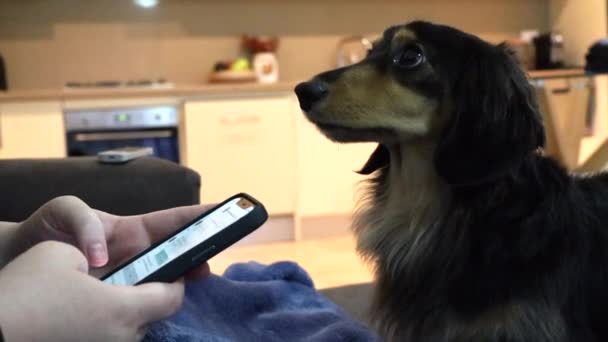 Salchicha Perro Mira Hacia Arriba Propietario Que Distrae Teléfono — Vídeo de stock