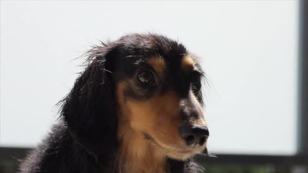 Chien Saucisse Assis Avec Lumière Soleil Derrière Tête Rétroéclairé Gros — Video