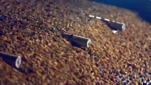 在摇床重力分离器中新鲜的未焙烤咖啡豆 — 图库视频影像