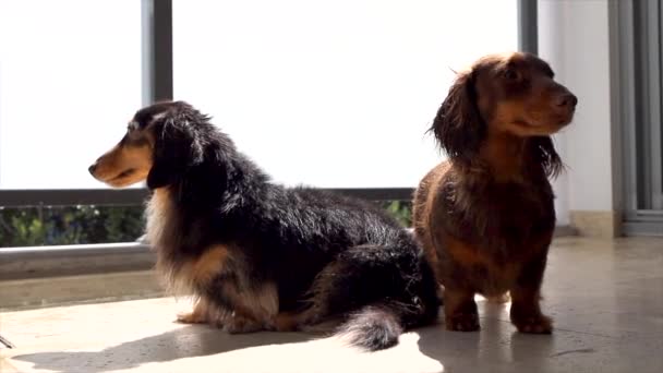 Due Cani Salsiccia Seduti Fuori Sul Balcone Dell Appartamento Colpo — Video Stock