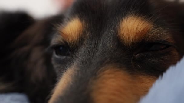 Salchicha Ojos Perro Mirando Alrededor Habitación Primer Plano — Vídeo de stock