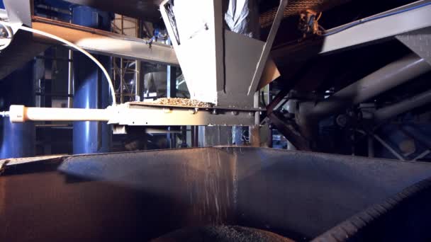 Fabrikadaki Yerçekimi Ayırıcısının Işlemcisine Damlayan Taze Biçilmiş Organik Kahve Çekirdekleri — Stok video