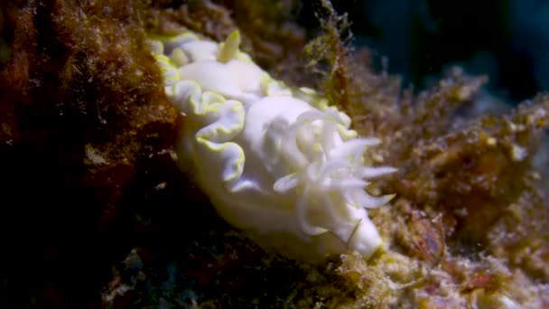 Plumas Nudibranch Ardeadoris Angustolutea Moviéndose Con Corriente Oceánica — Vídeo de stock