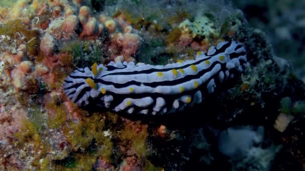 Plný Pohled Shora Nudibranch Phyllidia Coelestis Útesu — Stock video