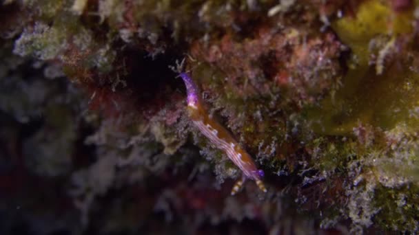 Mooie Kleurrijke Naakttak Hypselodoris Maculosa Langzaam Bewegend Rif Richel — Stockvideo