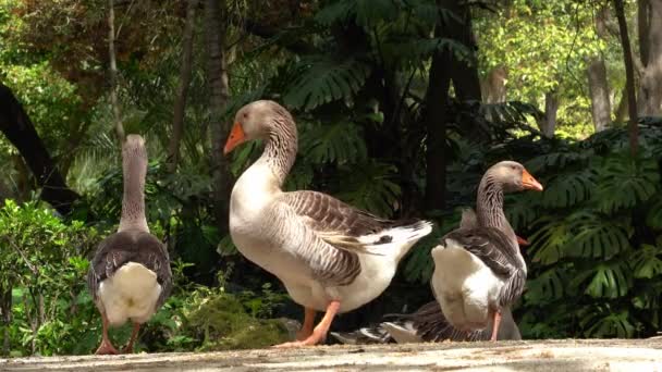 鶏と美しい公園 アヒルの池 Lisbon Portugal Animalfootage — ストック動画