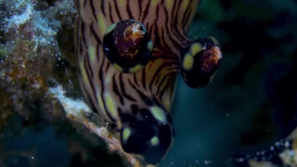 Close Shot Massive Nudibranch Jorunna Rubescens — Stock Video