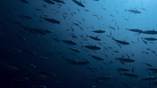 Sekolah Tuna Skipjack Bergerak Dari Dalam Air Menuju Permukaan Air — Stok Video