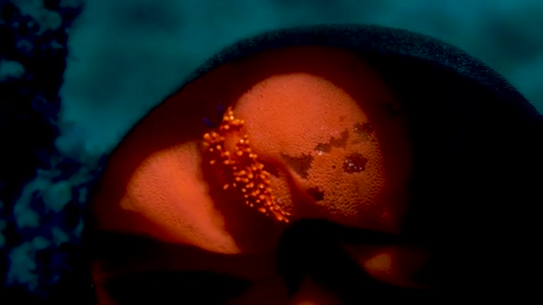 Υπέροχο Κόκκινο Πορτοκαλί Και Μωβ Nudibranch Γεννούν Αυγά — Αρχείο Βίντεο