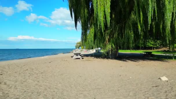 Pusty Stół Piknikowy Piaszczystej Plaży Pod Płaczącą Wierzbą Bez Ludzi — Wideo stockowe