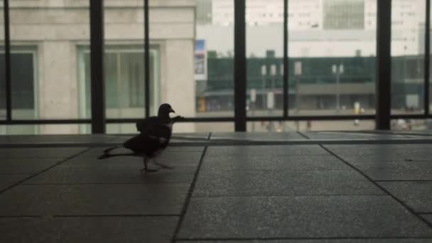 Pigeons Walking Urban Train Station Big Windows Berlin Germany Handheld — Stock Video