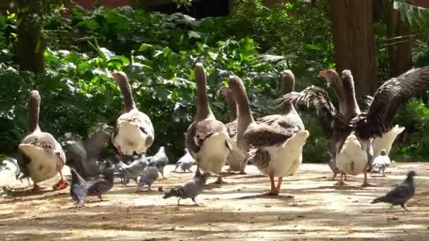 Vacker Park Med Påfåglar Höns Och Ankdamm Lissabon Portugal Animalfilm — Stockvideo