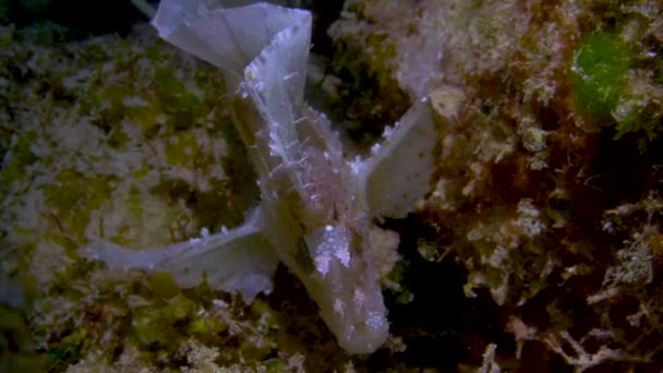 两片岩石之间挂着淡红色的白叶蝎鱼 — 图库视频影像