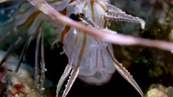 Gros Plan Lionfish Aspirant Eau Dans Ses Branchies — Video