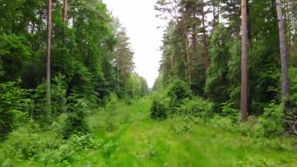 Framåt Utsikt Över Vild Äng Skog Drönare Dagsljus — Stockvideo