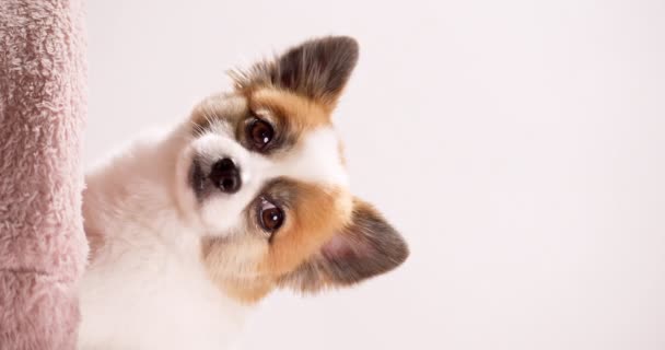 Vertical Close Video Mini Cachorro Feliz Relajándose Una Alfombra Rosa — Vídeos de Stock