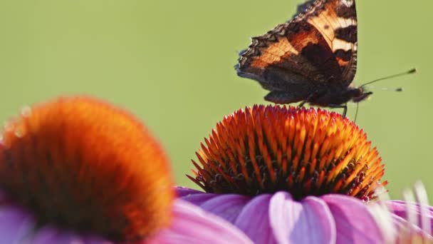 Una Pequeña Mariposa Tortuga Alimenta Una Flor Anaranjada Luz Del — Vídeos de Stock