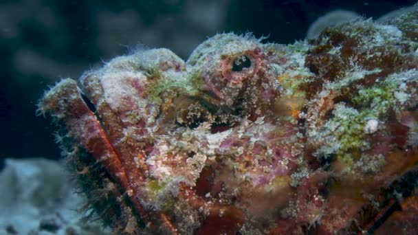 Zoom Arrière Scorpionfish Coloré — Video