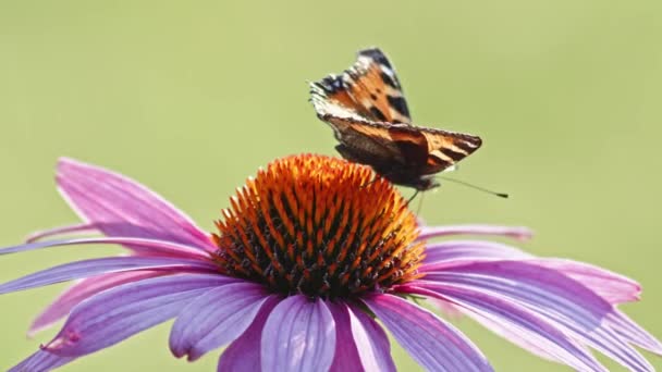 Petit Papillon Tortue Mange Nectar Sur Une Fleur Échinacée Orange — Video