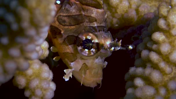 珊瑚中漂亮的幼狮鱼特写镜头 — 图库视频影像