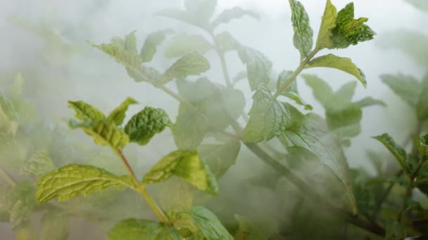 Smoke Blowing Green Leaves Fresh Spearmint Plant Cerca — Vídeos de Stock