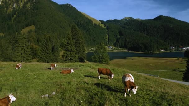 Krowy Bawarii Austriacki Sudelfeld Wendelstein Szczyty Górskie Romantycznych Łąk Zielonych — Wideo stockowe