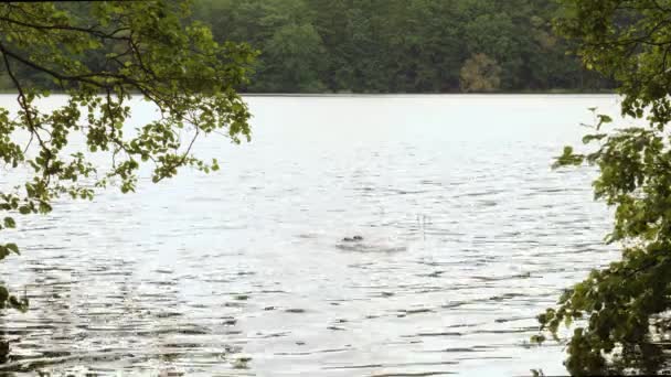 Grim Reaper Scythe Emerge Water Lake Široký — Stock video