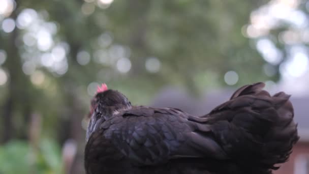 Schwarzes Huhn Geht Nach Draußen Während Zeitlupe Die Kamera Schaut — Stockvideo