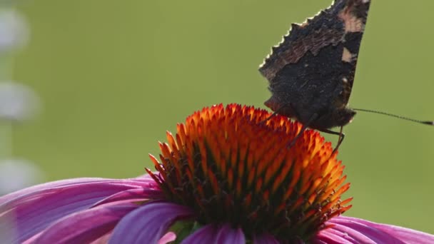 Liten Sköldpadda Fjäril Äter Nektar Orange Koneflower Sommaren Närbild Makro — Stockvideo