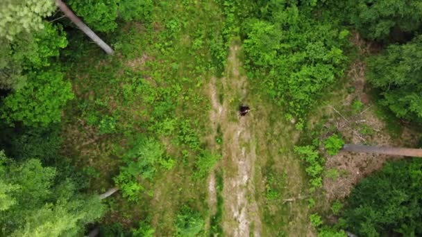 Top View Scary Grim Reaper Turning Green Forest While Holding — Stok Video