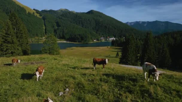 Manada Vacas Austriaco Bávaro Sudelfeld Wendelstein Alpes Montaña Con Prados — Vídeos de Stock