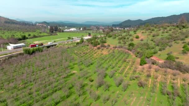 Luftaufnahme Dolly Reihen Von Trockenen Bäumen Zwischen Grünen Bergen — Stockvideo