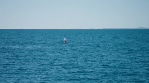 Wild Humpback Whale Breaching Surface Blue Ocean Slow Motion Australia — Wideo stockowe