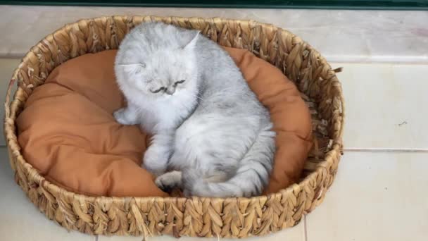Όμορφη Λευκή Γάτα Ξαπλωμένη Στο Καλάθι Κόψε Περσική Γάτα 4Ια — Αρχείο Βίντεο