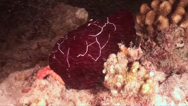 夜にサンゴ礁の上を這う赤いDiscodorididae Nudibranch — ストック動画