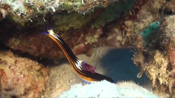 Nembrotha Purpureolineolata Close Tropical Coral Reef — Stock Video