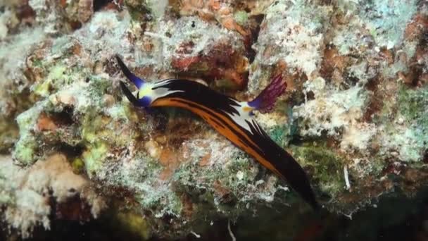 Nembrotha Purpureolineolata Nudibranch Close Kruipend Tropisch Koraalrif — Stockvideo